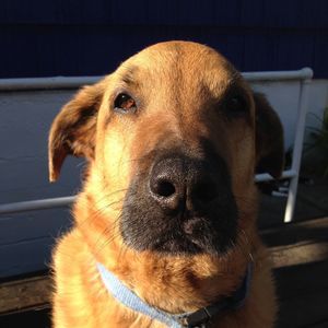 Meet your Posher, Anne